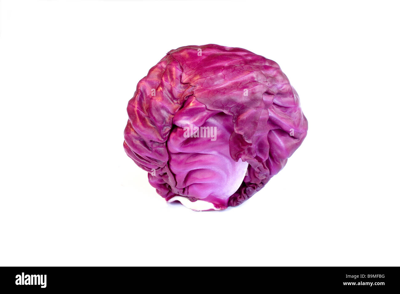 Cavolo viola su sfondo bianco Foto Stock
