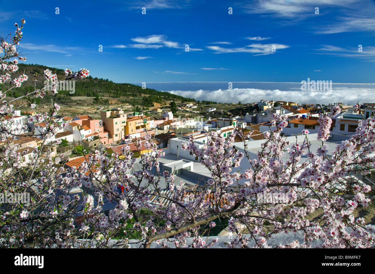 Vilaflor dei fiori di montagna villaggio situato in alto sopra le nuvole sui pendii della montagna vicino a Parco Nazionale del Teide Tenerife Spagna Foto Stock
