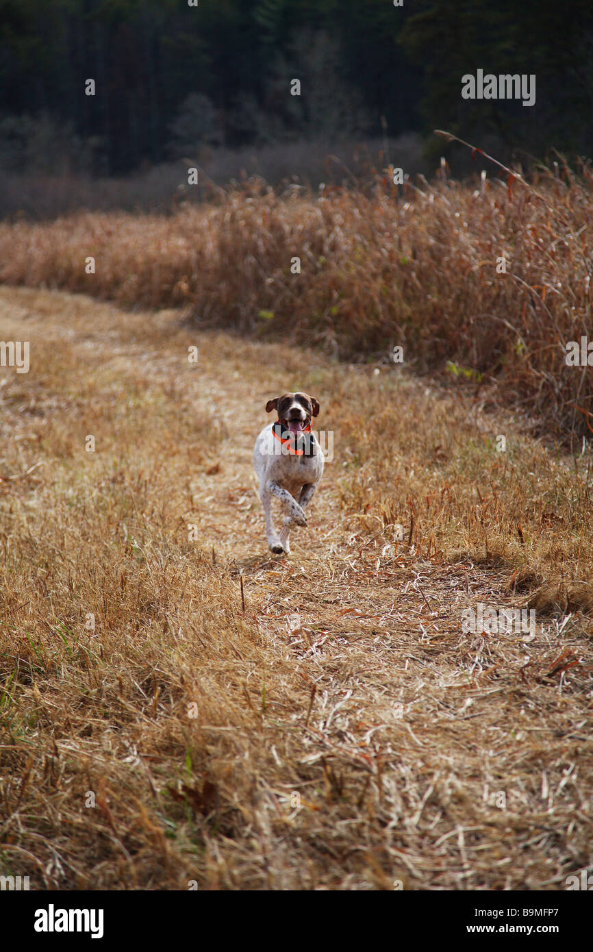 Cane da caccia tedesco pelo corto puntatore lavora su un campo in cerca di selvaggina di penna Foto Stock