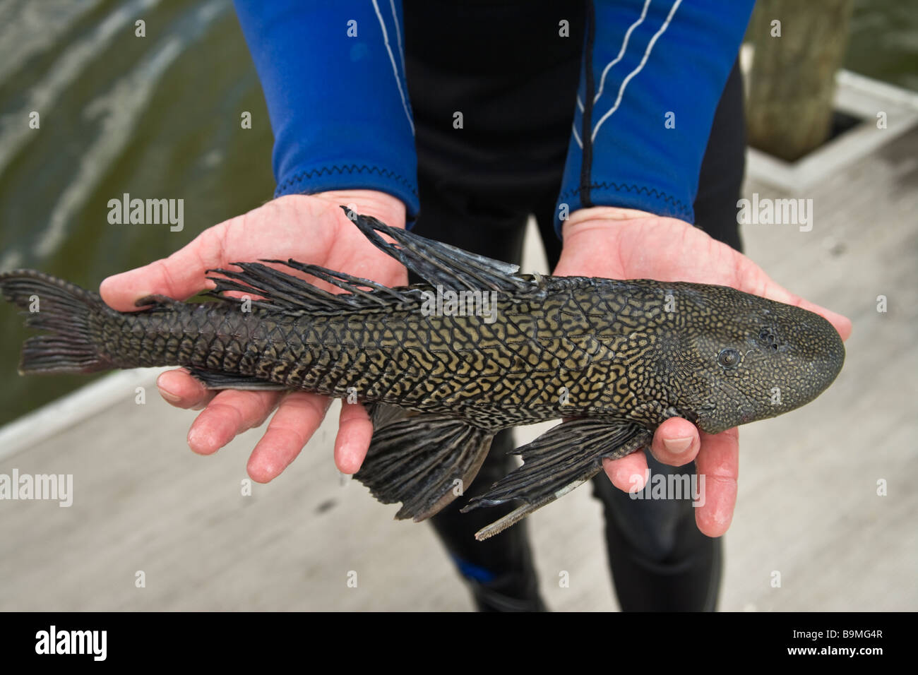 Le mani del pescatore visualizzazione "" invasive Placo pesci. Foto Stock