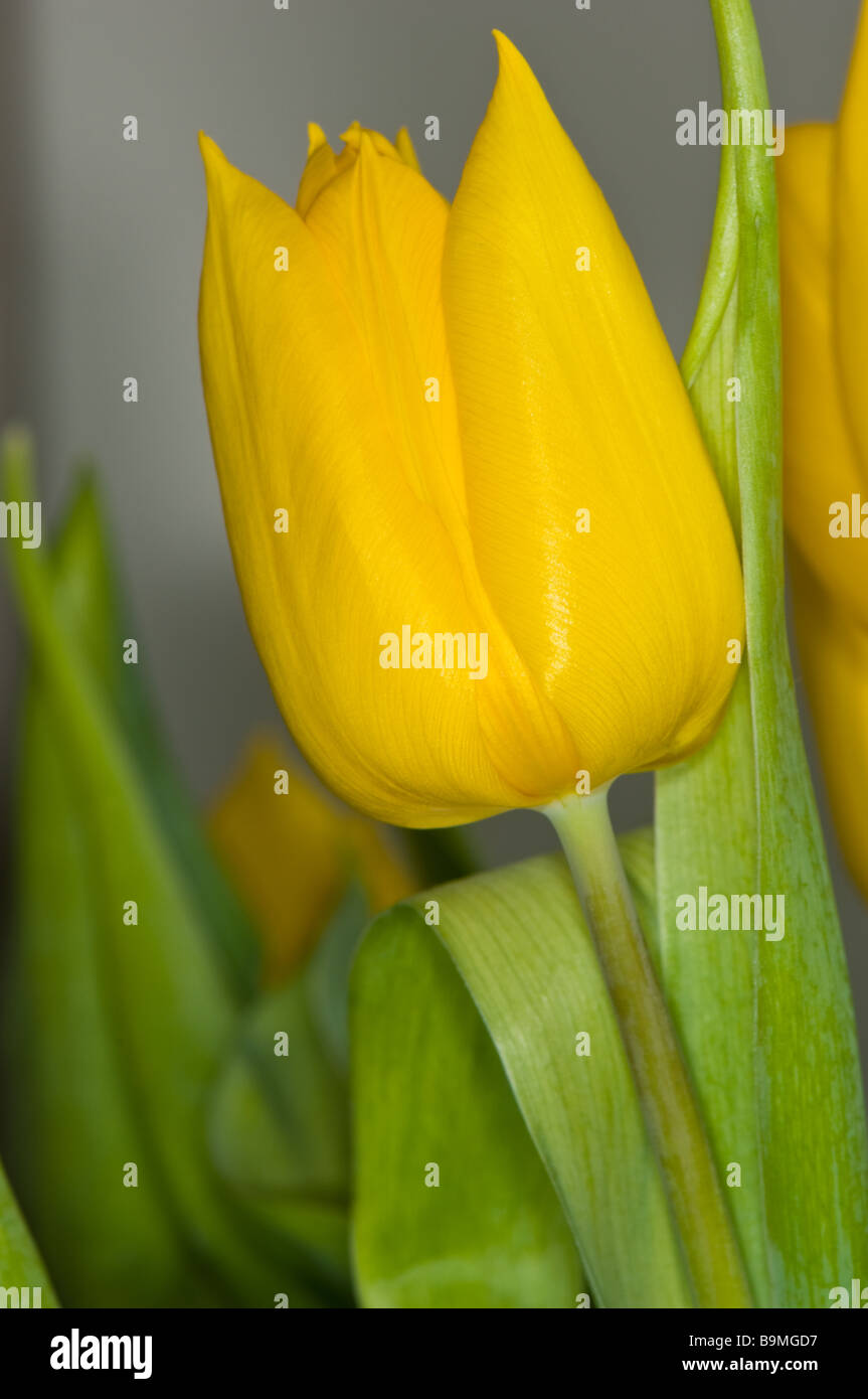 Vivace giallo intenso Tulip un giardino di primavera fiore Foto Stock
