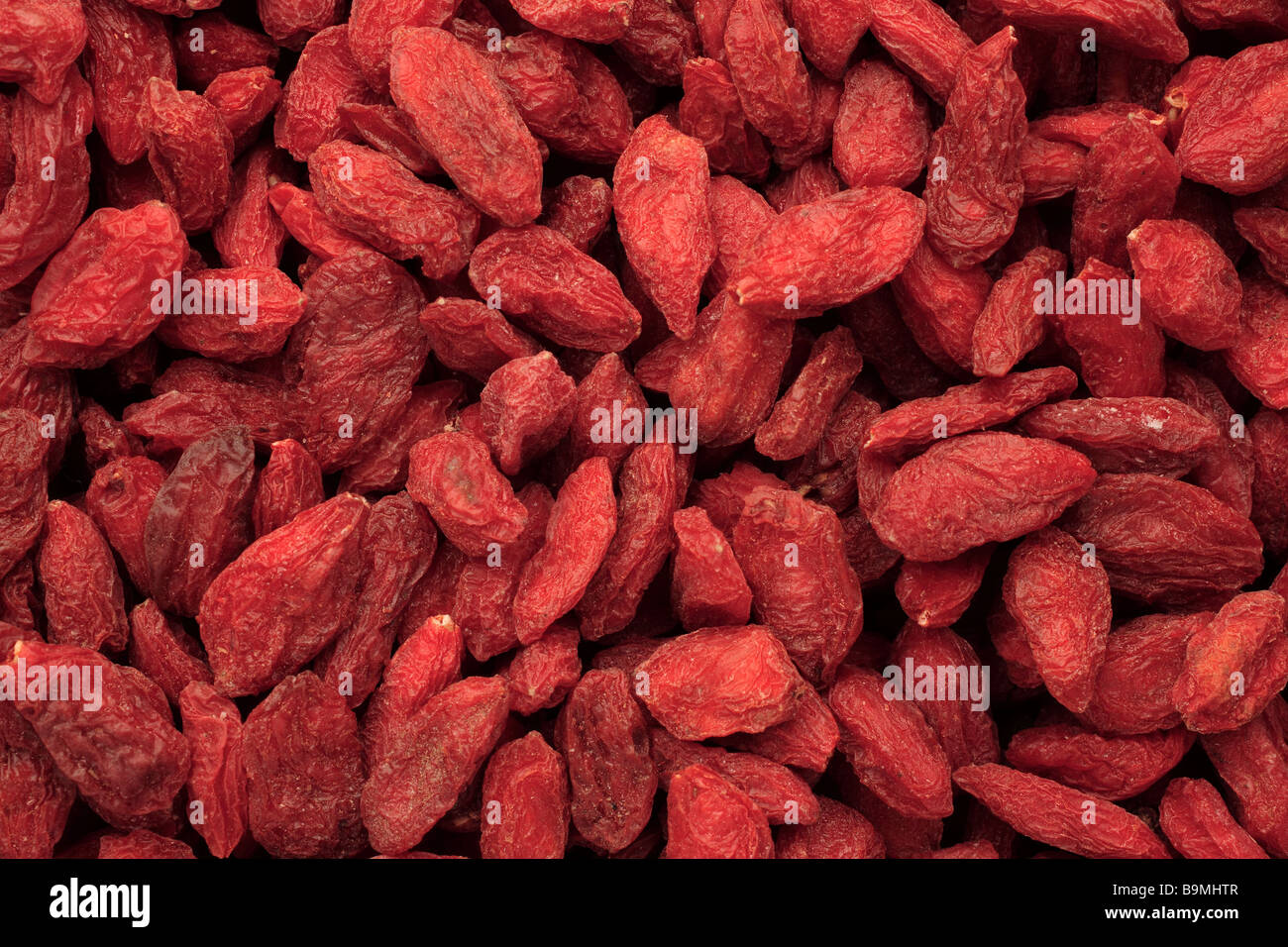 Bacca commestibili e piante medicinali o Wolfberry Snowberry occidentale Goji Berry Lycium barbarum Foto Stock