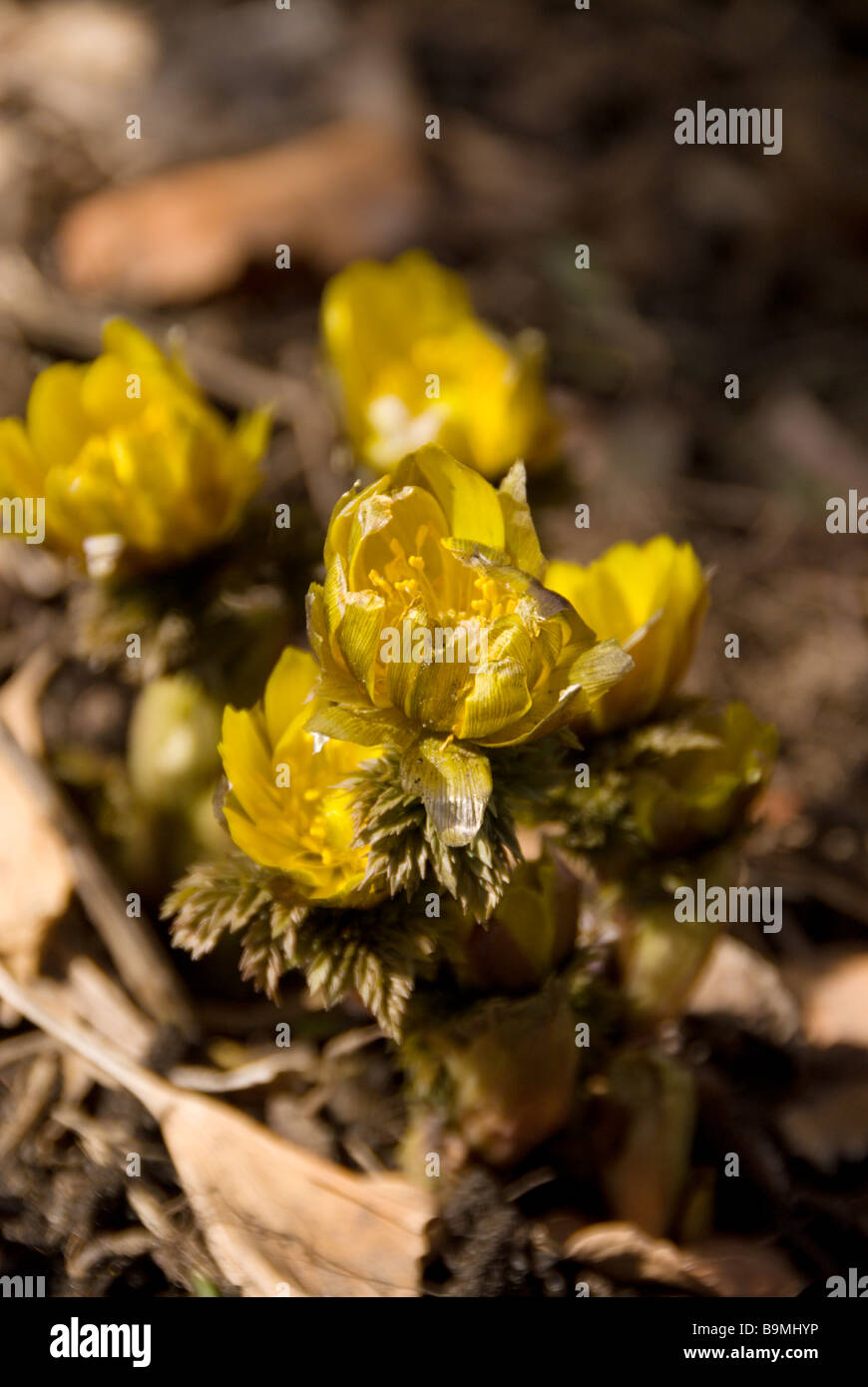 Estremo Oriente Amur adonis Adonis amurensis fiori apertura prima di foglie di primavera a Nagano Giappone Foto Stock