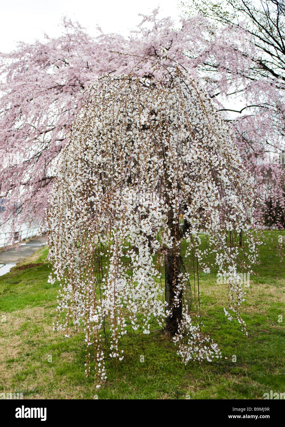 Ciliegio piangente blossoms Foto Stock