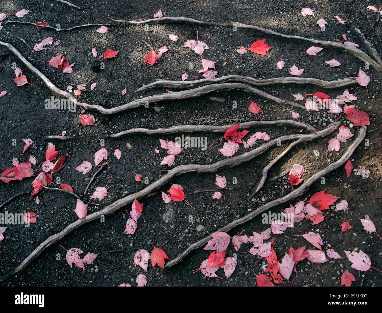 Radici di acero con foglie di autunno copertura del terreno Foto Stock