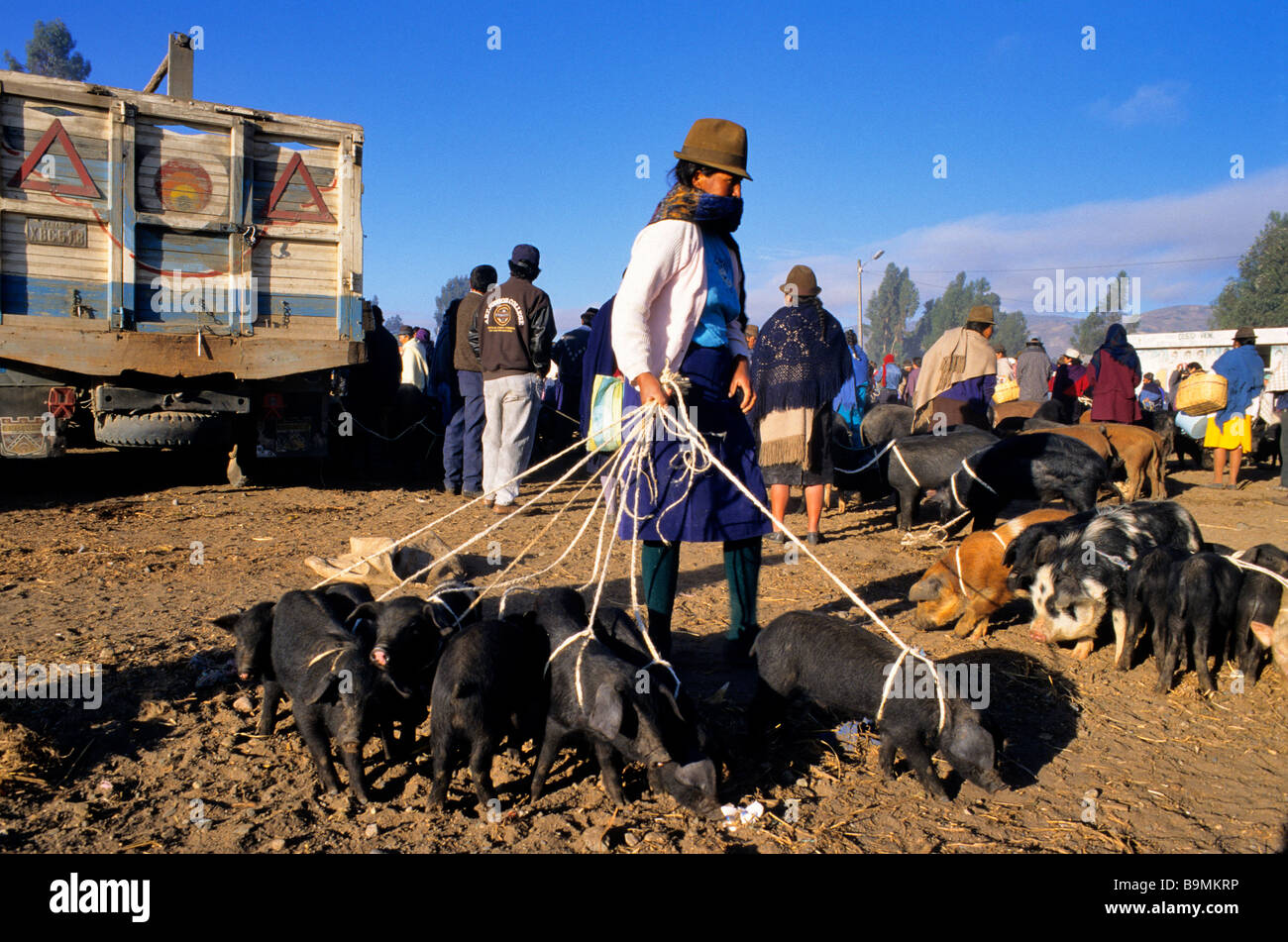 Ecuador, provincia di Cotopaxi, Saquisili, vendite di maiale al mercato Foto Stock