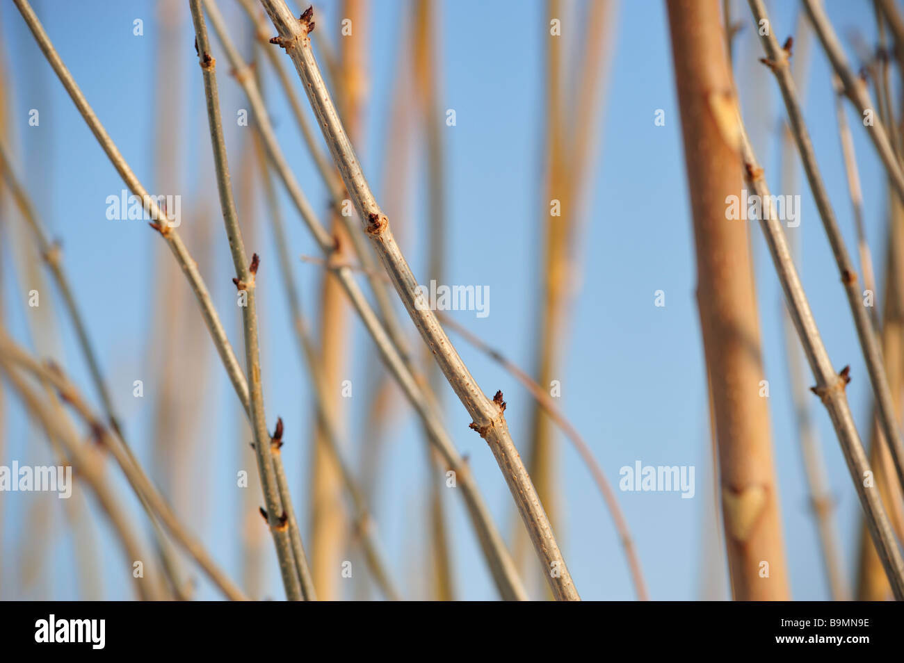 Abstract del raccolto di una boccola con cielo blu chiaro in background Foto Stock