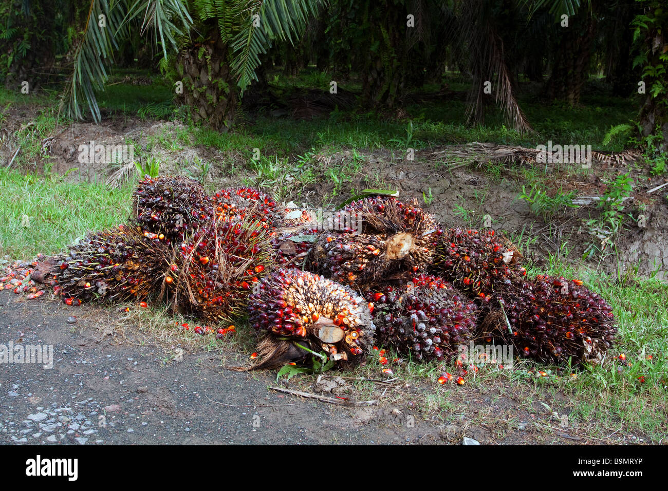 Olio di palma kernel raccolti dal ciglio della strada di una piantagione vicino Sandakan Sabah Borneo Malese Foto Stock