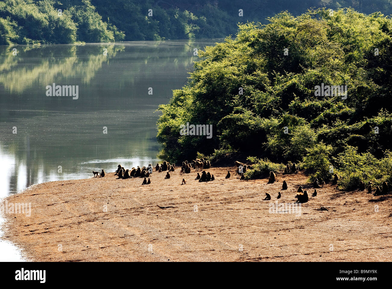 Il Senegal, regione di Tambacounda, Niokolo Koba Parco Nazionale, classificato come patrimonio mondiale dall' UNESCO e riserva della biosfera, babbuini Foto Stock