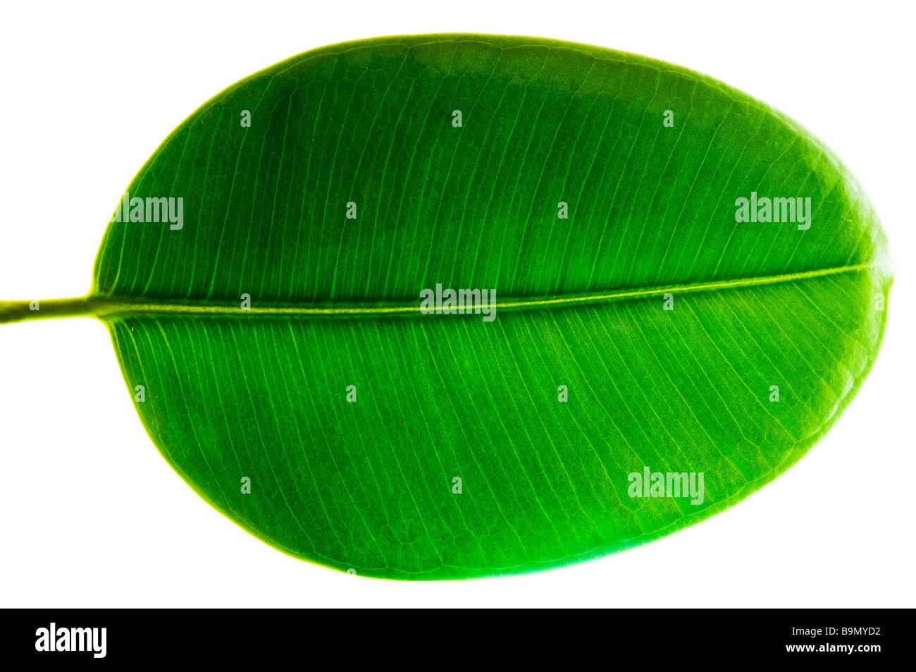 Foglia verde isolato su un nero o sfondo bianco Foto Stock