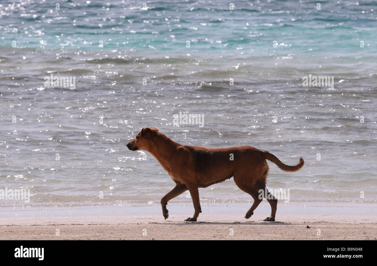Un cane, mutt, cross-razza frolics, gioca in verde smeraldo del mare blu fuori del Messico, Belize, Sud America centrale. Cane giorno pomeriggio. Foto Stock