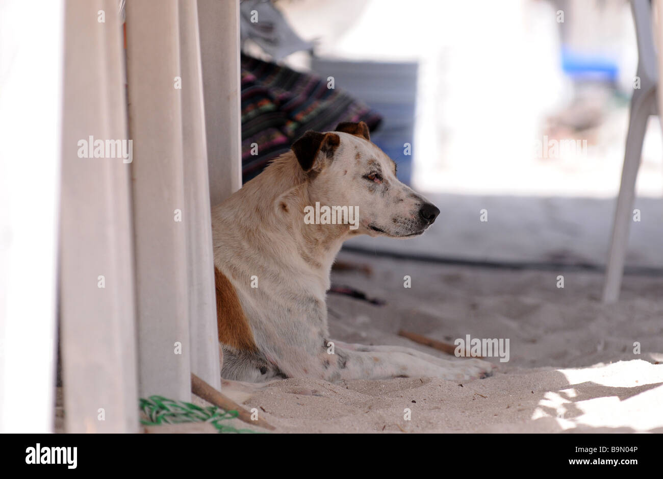 Cane giorno pomeriggio. Un cane pigro, mutt, cross razza, sbadigli sotto un tavolo in ombra dalla calda estate calore, sun in Messico. Foto Stock