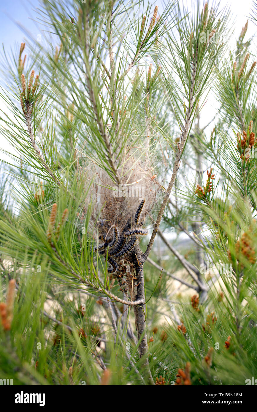 I bruchi del Pine Processionary Moth (Thaumetopoea pityocampa) si prepara a lasciare il nido, Andalusia, Spagna, Europa Foto Stock
