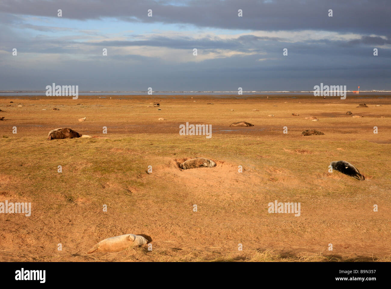 Il Nord Atlantico guarnizione grigio Colony Halichoerus grypus Donna Nook RAF gamma di bombardamenti Riserva Naturale Nazionale Lincolnshire England Regno Unito Foto Stock