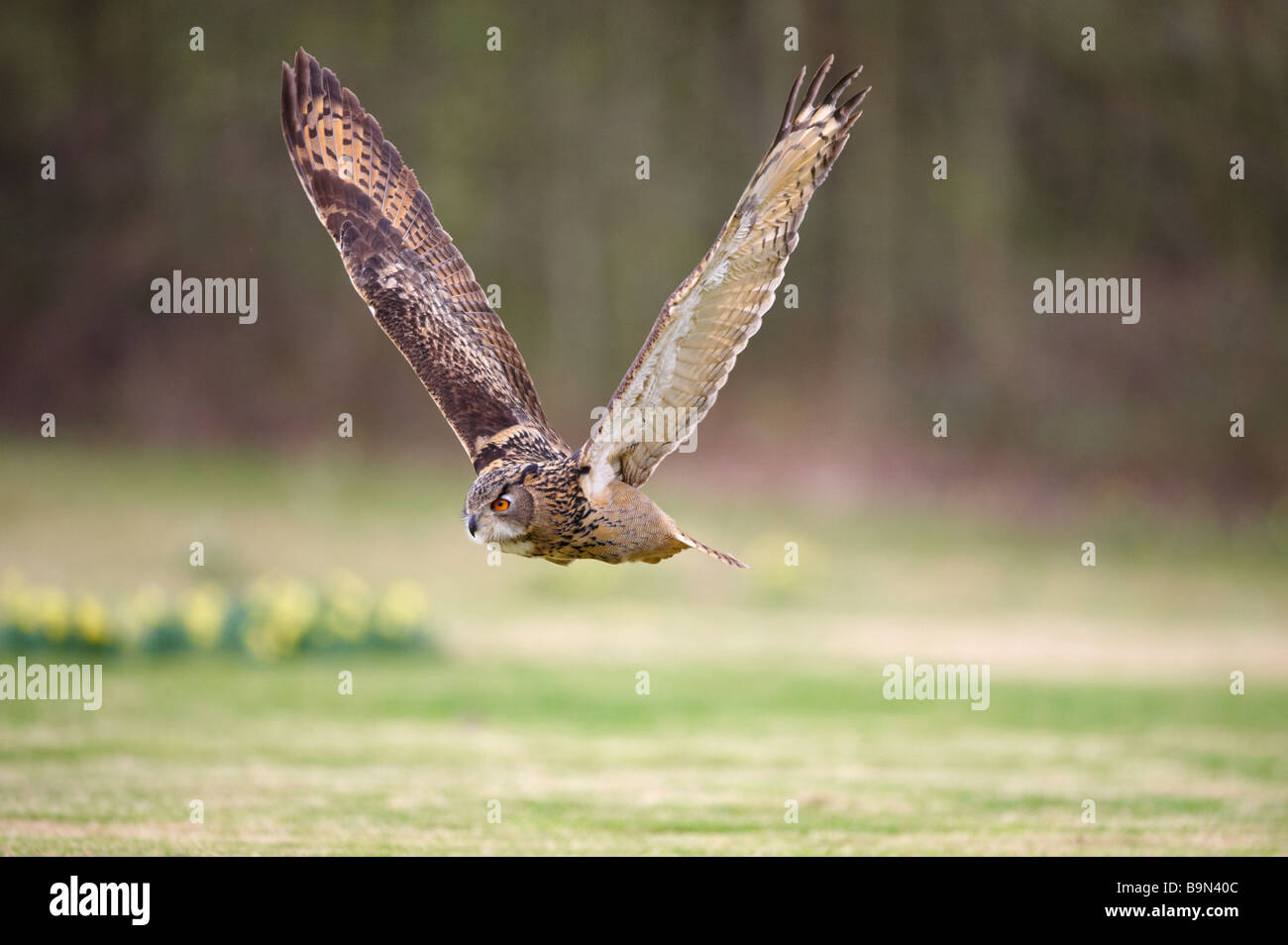 Gufo reale Bubo bubo visualizzazione per i turisti Centro internazionale per gli uccelli da preda Newent Gloustershire Foto Stock