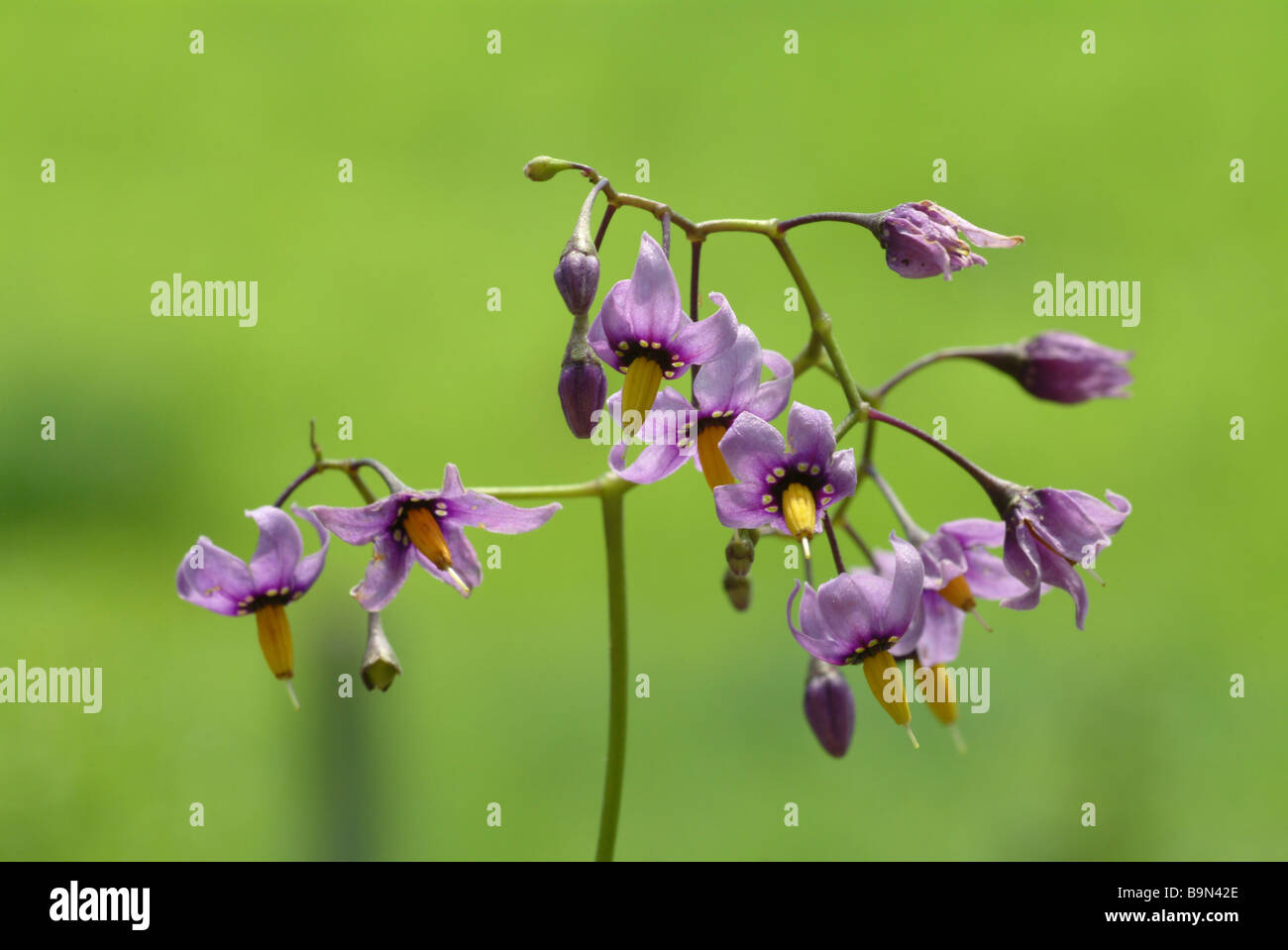 Piante medicinali bittersüßer Bittersüß Nachtschatten Bitter Nightshade Dulcamara agrodolce Solanum dulcamara Foto Stock