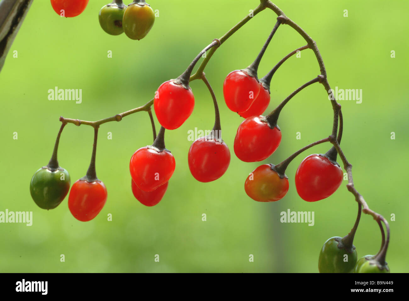 Piante medicinali bittersüßer Bittersüß Nachtschatten Bitter Nightshade Dulcamara agrodolce Solanum dulcamara Foto Stock