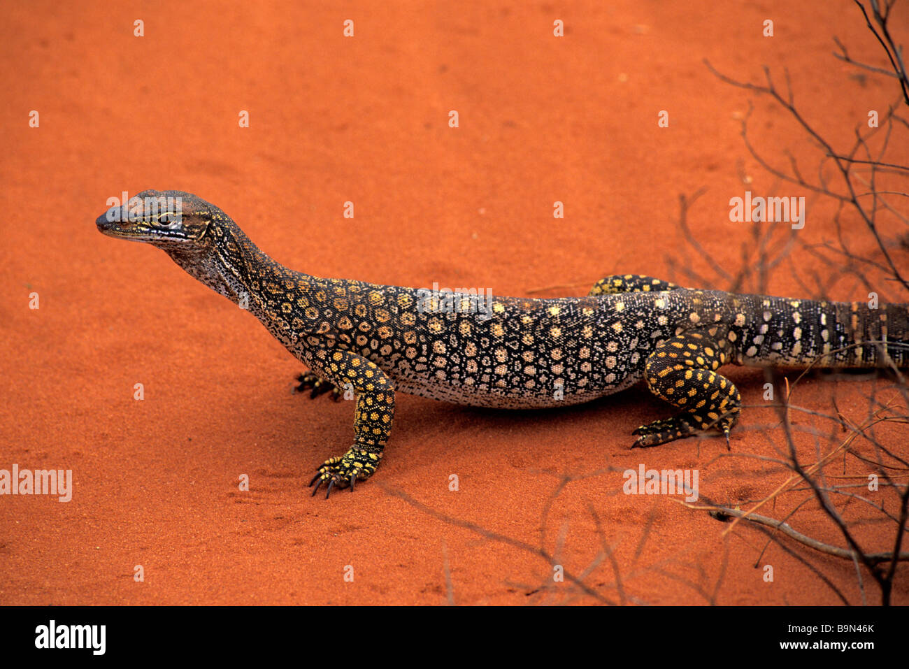 Australia, Australia occidentale, goanna, big lizard Foto Stock