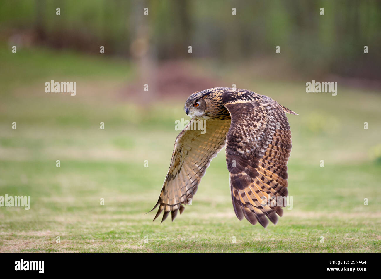 Gufo reale Bubo bubo visualizzazione per i turisti Centro internazionale per gli uccelli da preda Newent Gloustershire Foto Stock