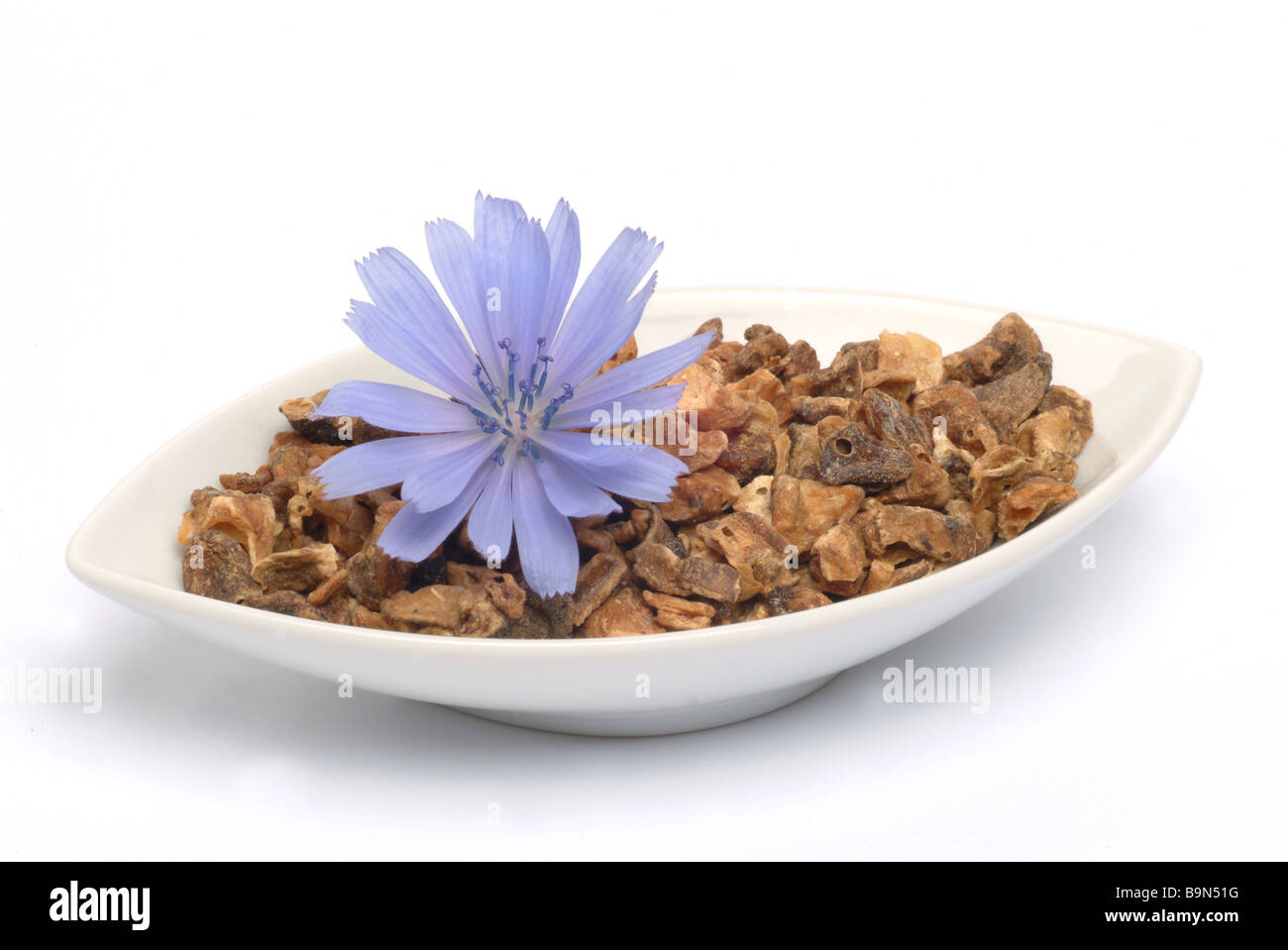 Piante medicinali Blauwarte Wegwarte Zichorie cicoria daisy blu cicoria comune Cichorium intybus Foto Stock