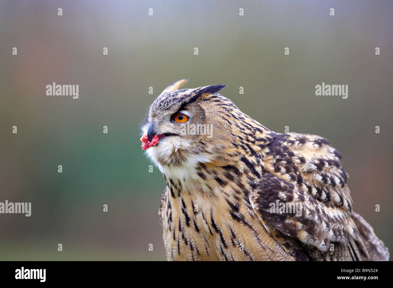 Gufo reale Bubo bubo visualizzazione per i turisti Centro internazionale per gli uccelli da preda Newent Gloustershire Foto Stock Gufo reale Bubo bubo visualizzazione per i turisti Centro internazionale per gli uccelli da preda Newent Gloustershire Foto Stock