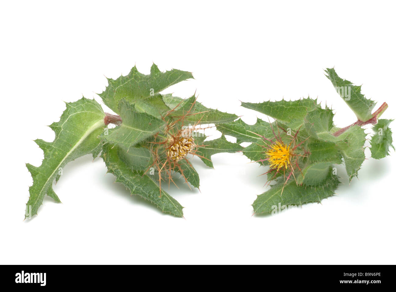 Pianta medicinale Beato Thistle Benediktendistel Benediktenkraut Cnicus benedictue Foto Stock