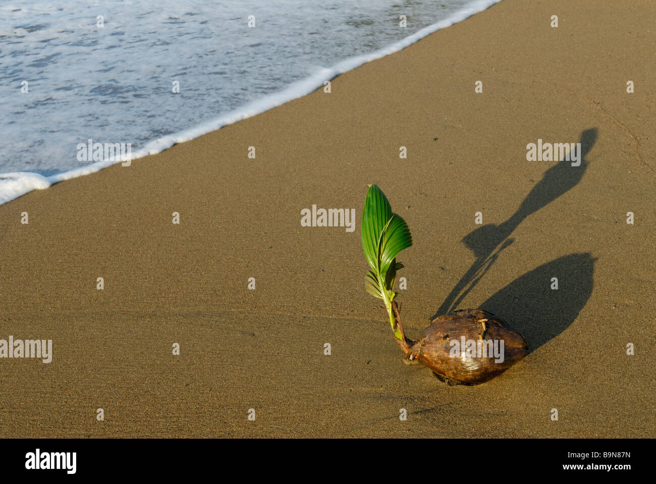 La germogliazione di cocco sulla spiaggia, Costa Rica Foto Stock