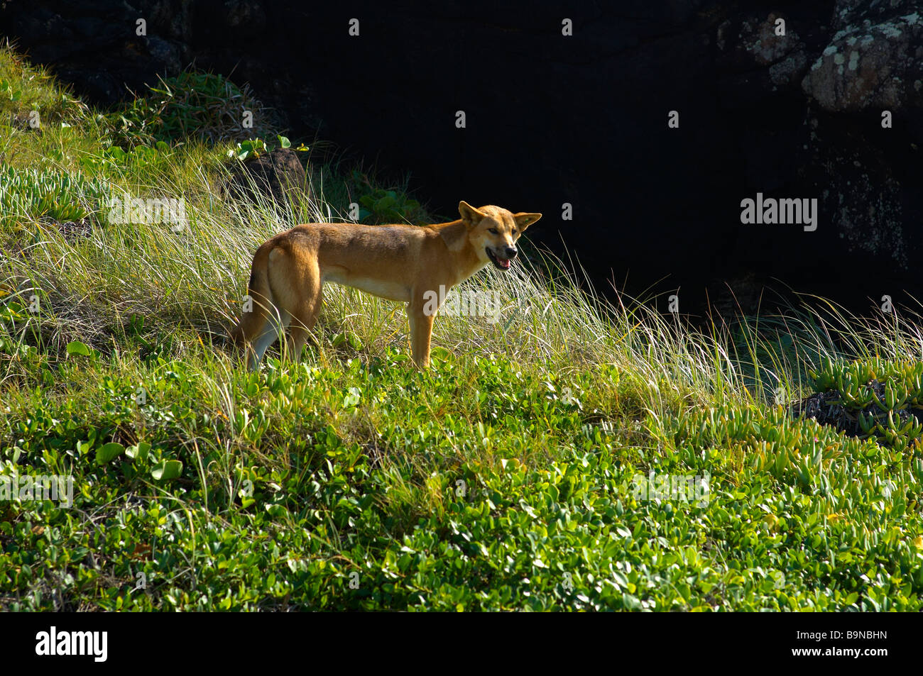 Dingo su Fraser Island Queensland Australia Foto Stock