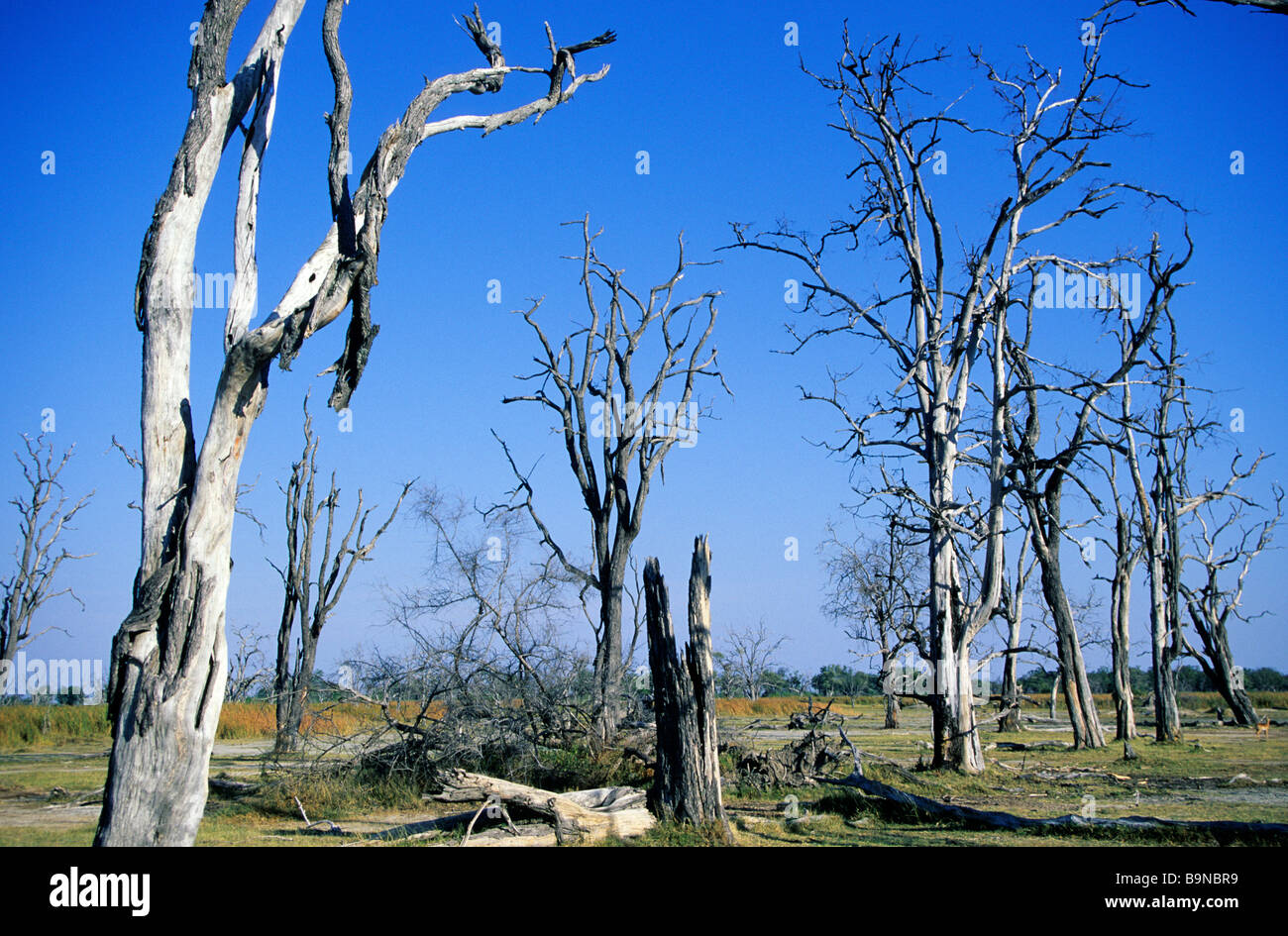 Bostwana, distretto nordoccidentale, Okavango Delta Foto Stock