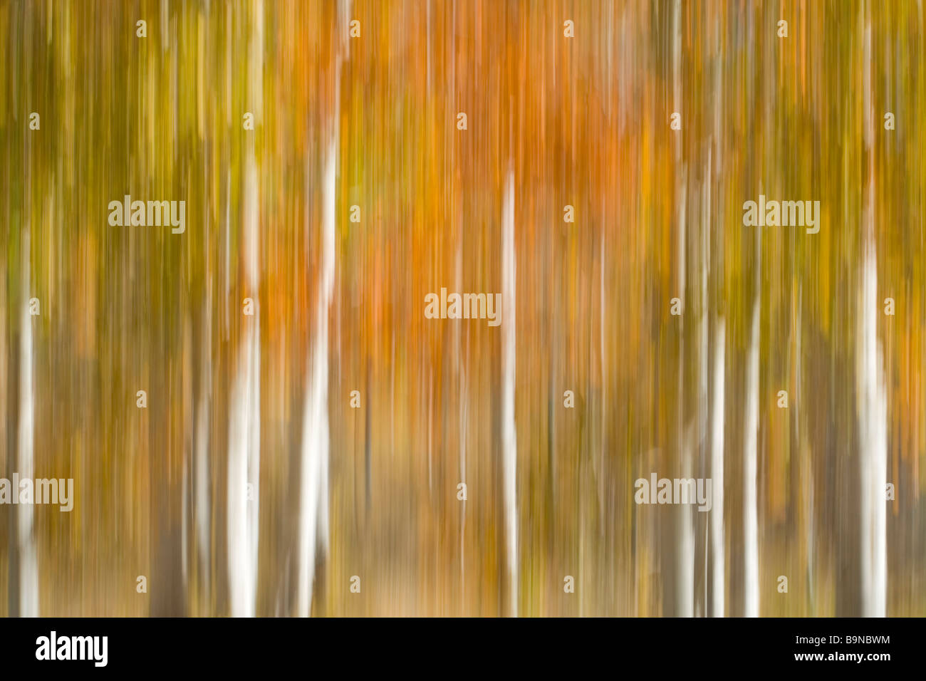 Una offuscata e abstract aspen forest durante l autunno a colori. Foto Stock