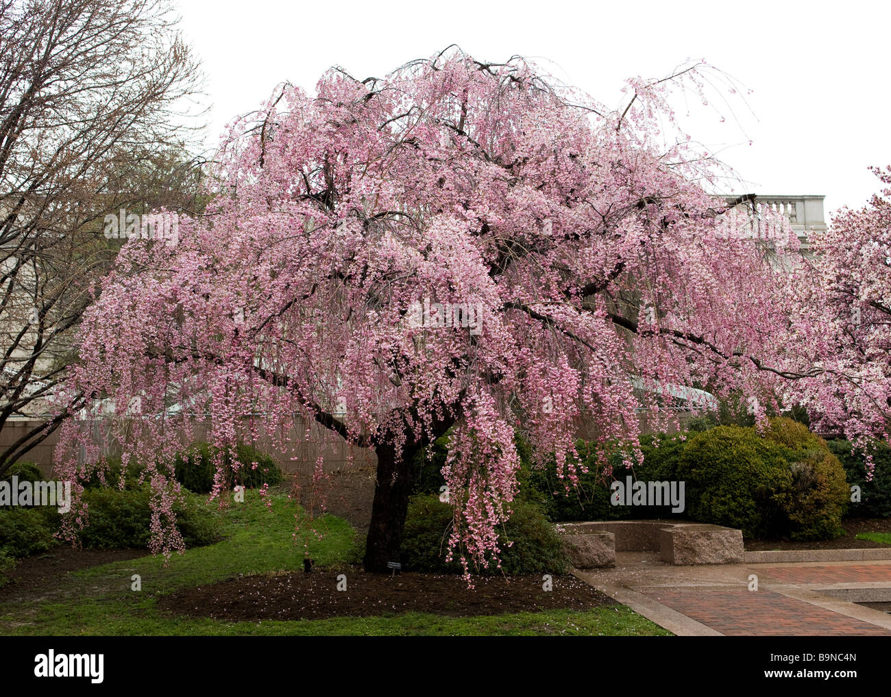 Piangendo Higan ciliegio in piena fioritura (Prunus subhirtella) 'pendula" Foto Stock
