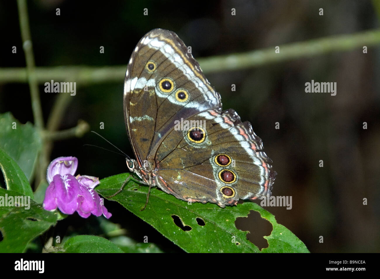 Butterfly, Papillionidae, Feliciano Abdalla privato riserva nazionale, Caratinga, Minas Gerais, Brasile Foto Stock