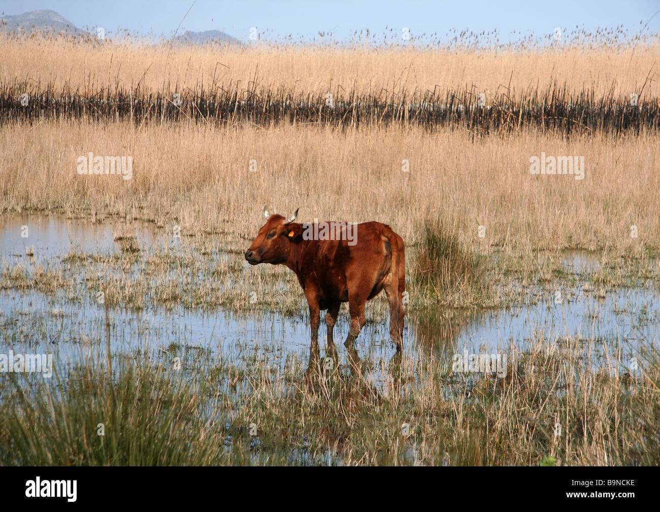 Parc Natural sÁlbufera de Mallorca Foto Stock