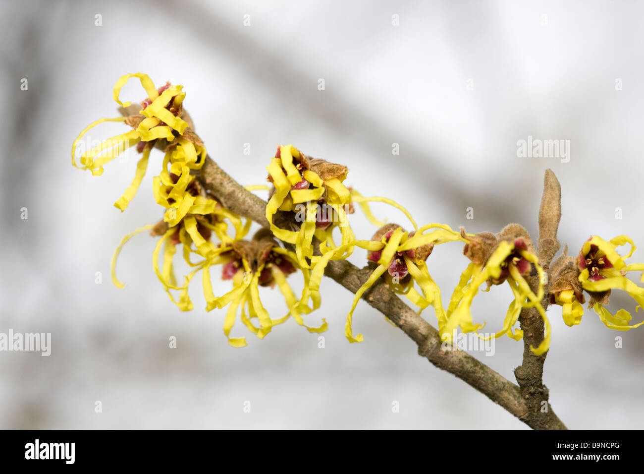 Il cinese amamelide (Hamamelis mollis) Foto Stock