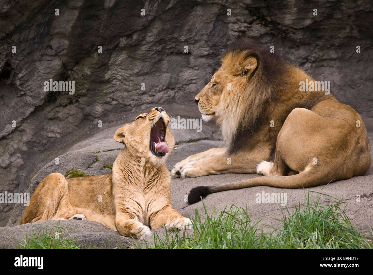 Un maschio di leone seduto e una femmina sbadigli Foto Stock