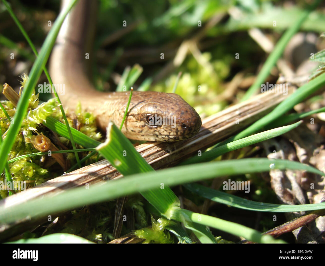Orbettino Foto Stock