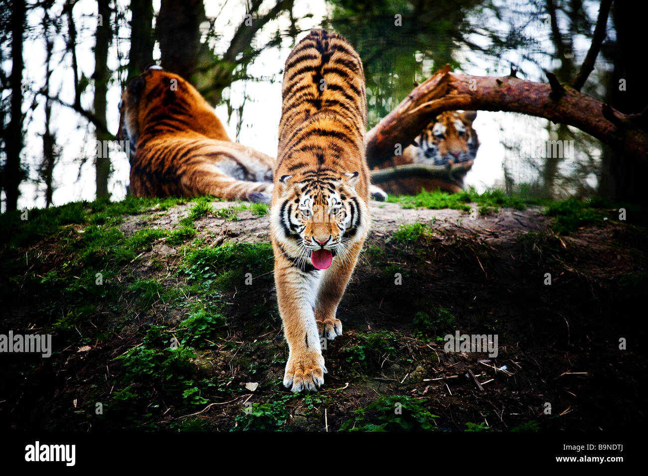 Giovani allevati in cattività tigre del Bengala. Foto Stock