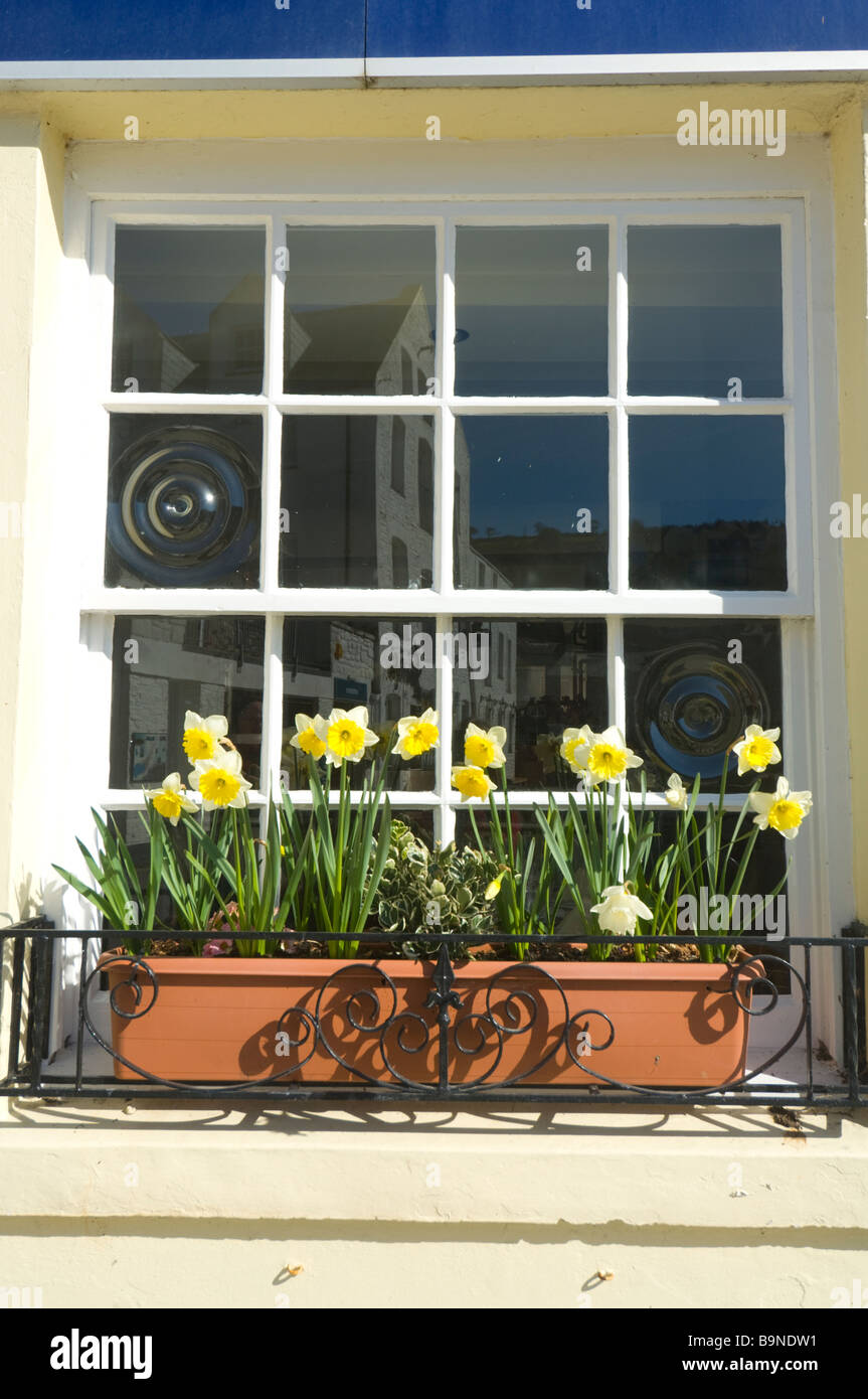 Giunchiglie Davanzale Mevagissey Cornwall Regno Unito Foto Stock