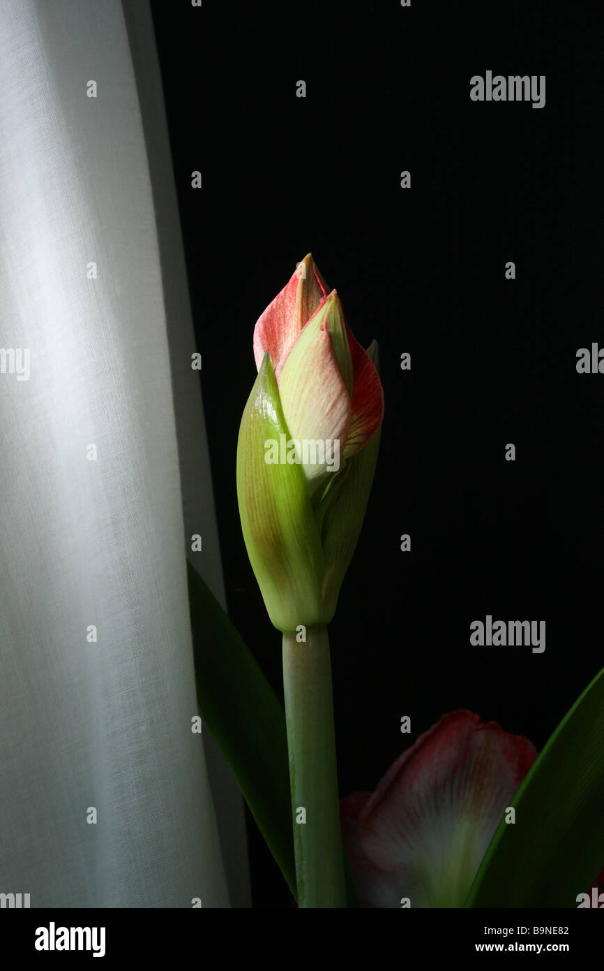 Fiore singolo amaryllis in germoglio, primo piano Foto Stock