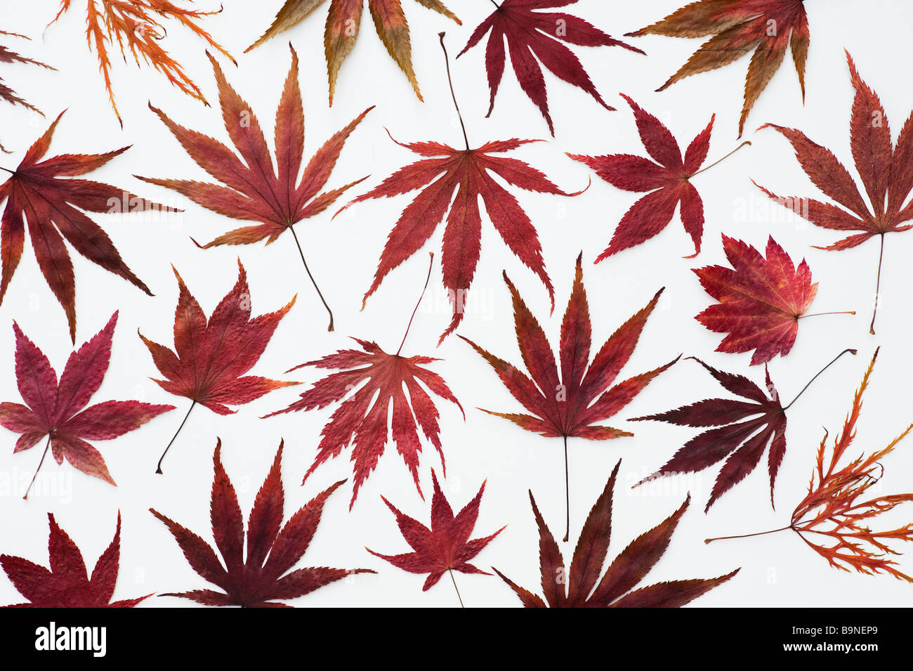 Autunno Acer leaf pattern su sfondo bianco Foto Stock