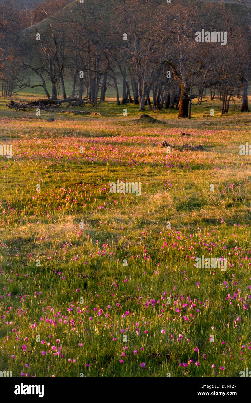 Un campo di erba vedova fiori a sunrise. Foto Stock