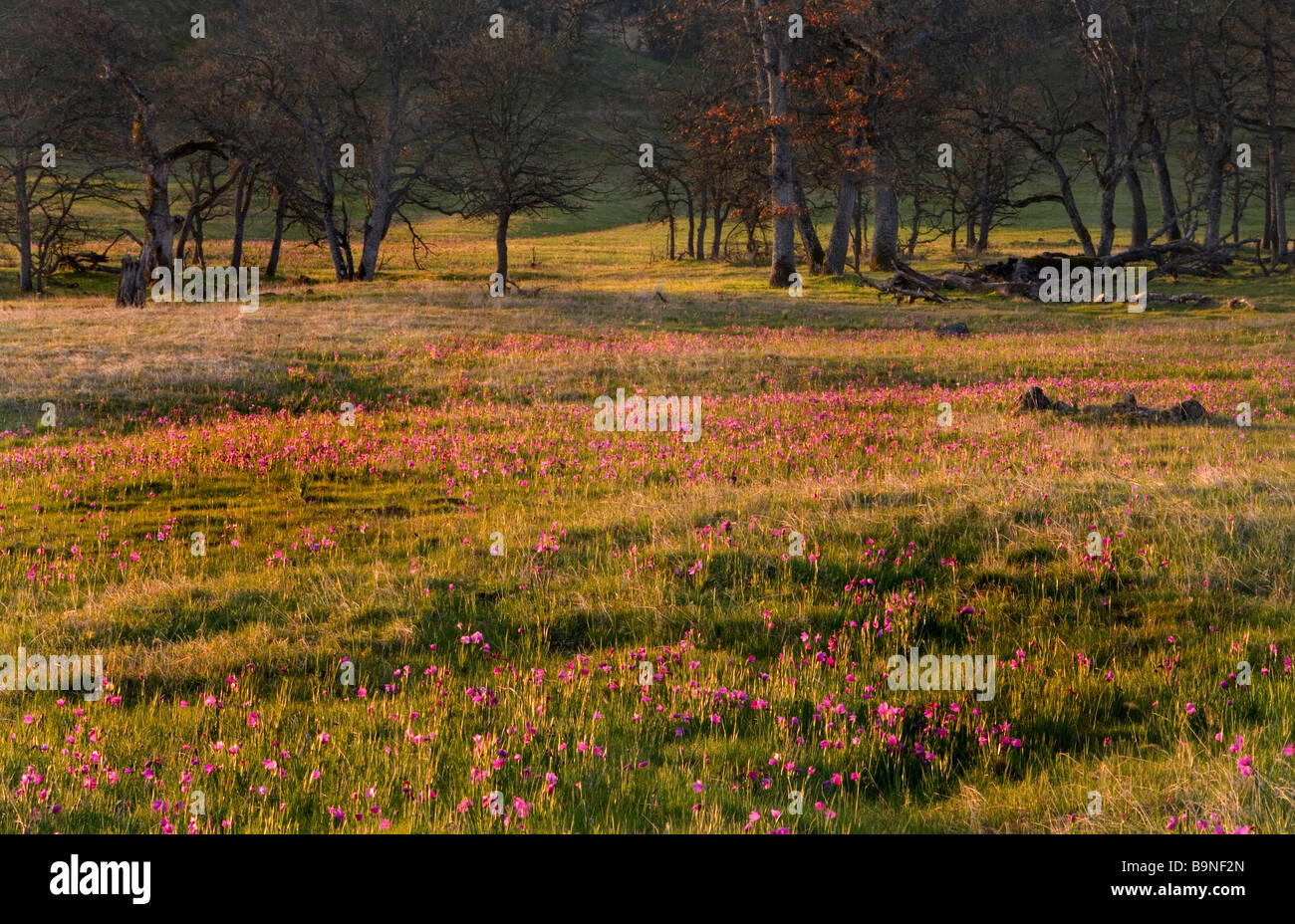 Un campo di erba vedova fiori di sunrise Foto Stock