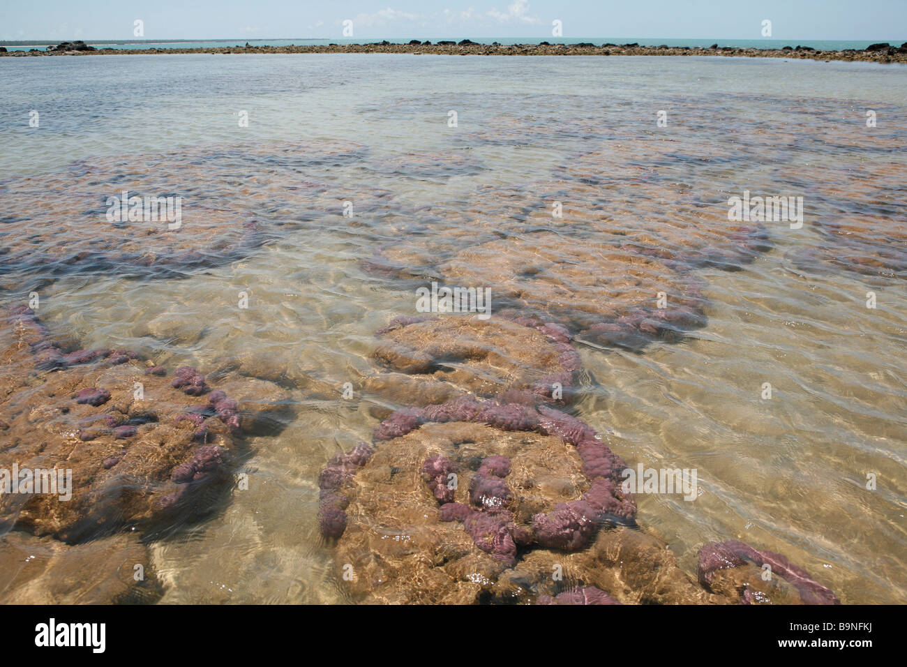 Coral reef, di Garig Gunak Barlu Parco nazionale sulla penisola di Cobourg, Arnhem Land, Australia. Foto Stock