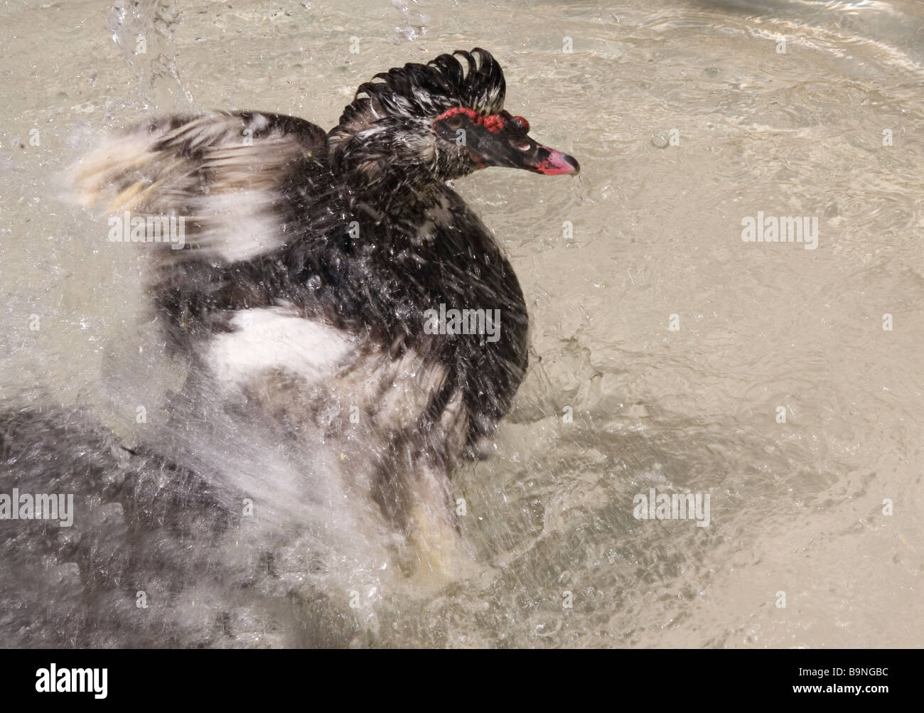 Duck godendo di una vasca da bagno Foto Stock