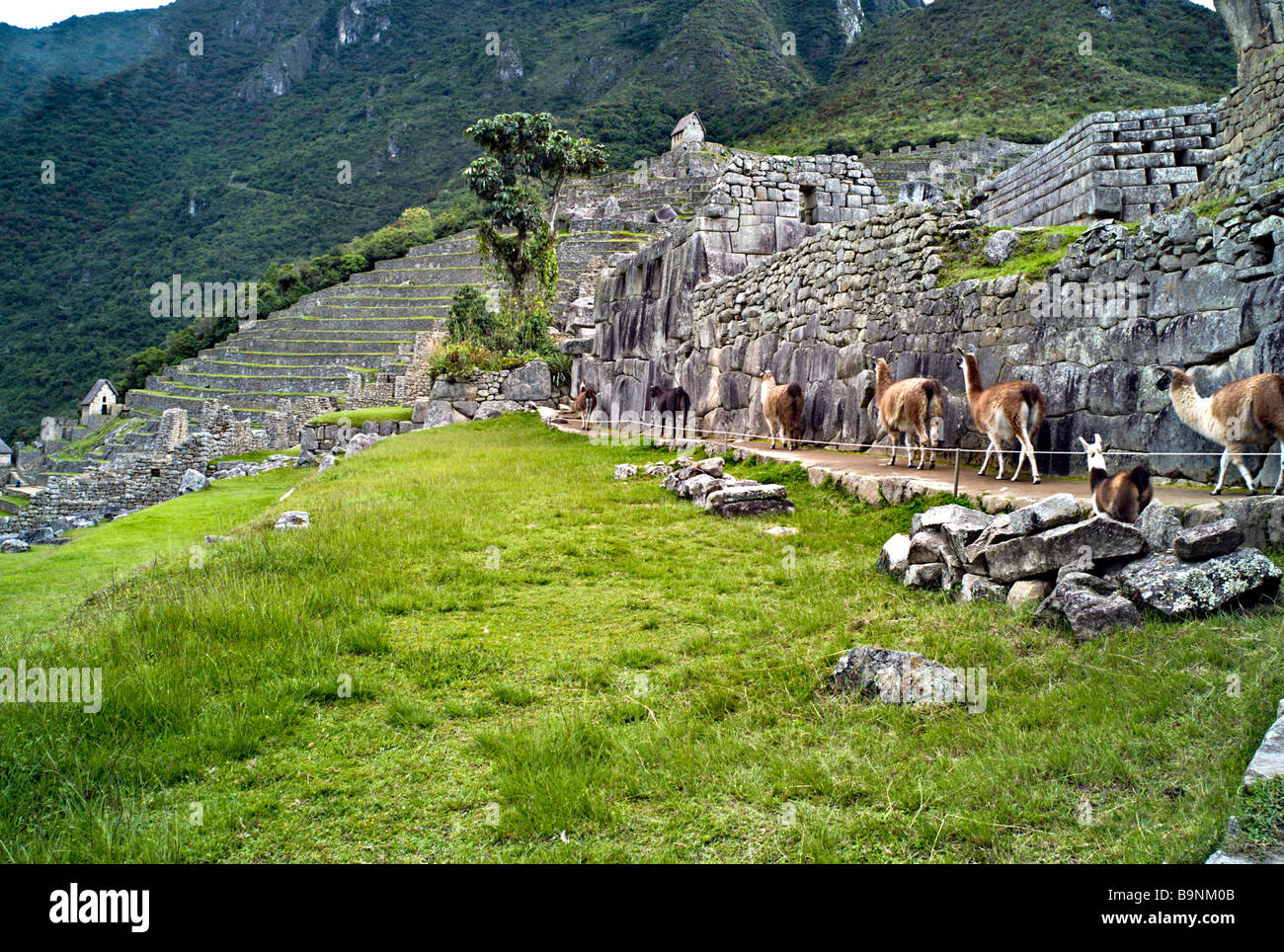 Il Perù MACHU PICCHU linea di llama camminando accanto all'Inca antichi muri di pietra a Machu Picchu Foto Stock