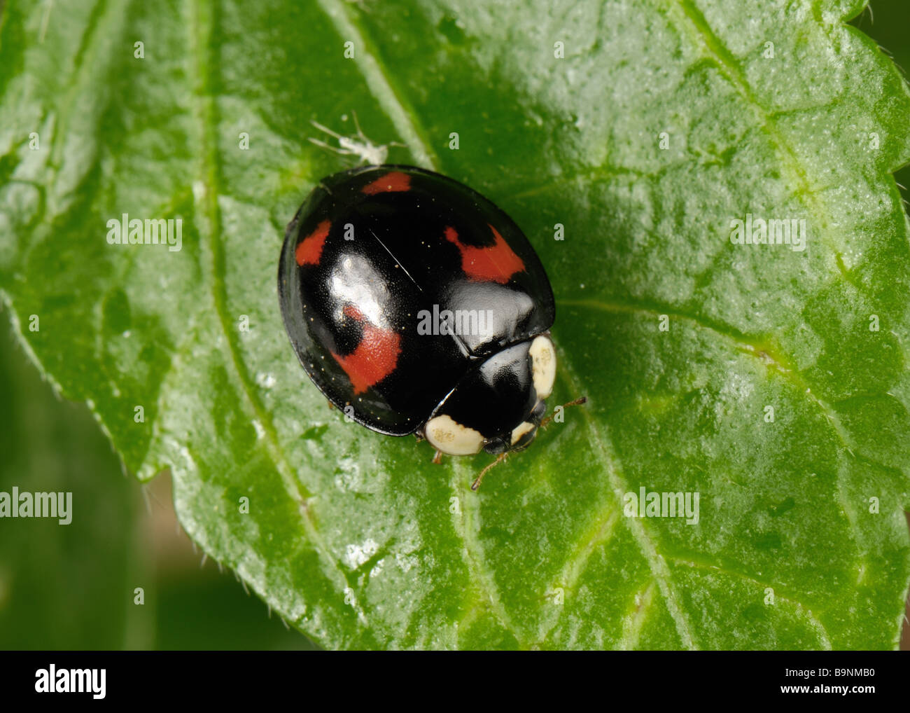 Harlequin ladybird Harmonia axyridis colore nero variazione con quattro macchie rosse con afidi Foto Stock