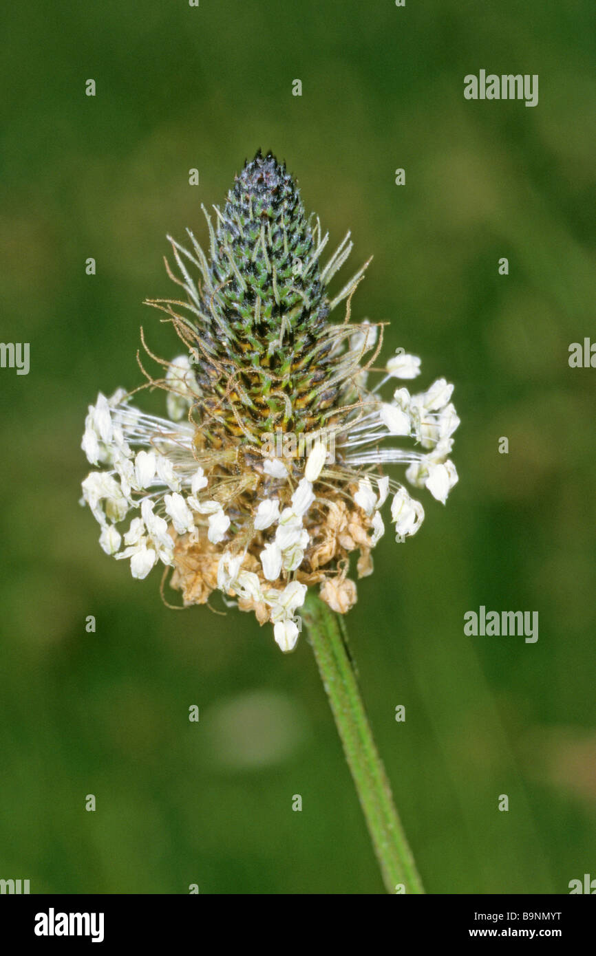 Inglese piantaggine, Ribwort (Planzago lanceolata), fioritura. Impianto medico utilizzato per applicazioni interne ed esterne. Foto Stock