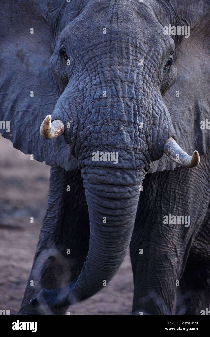 Un elefante di simulazione di carica, Kruger National Park, Sud Africa Foto Stock
