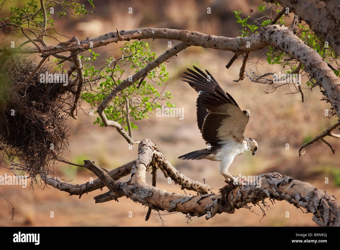 I capretti aquila marziale con monkey carrion nella struttura ad albero, Kruger National Park, Sud Africa Foto Stock