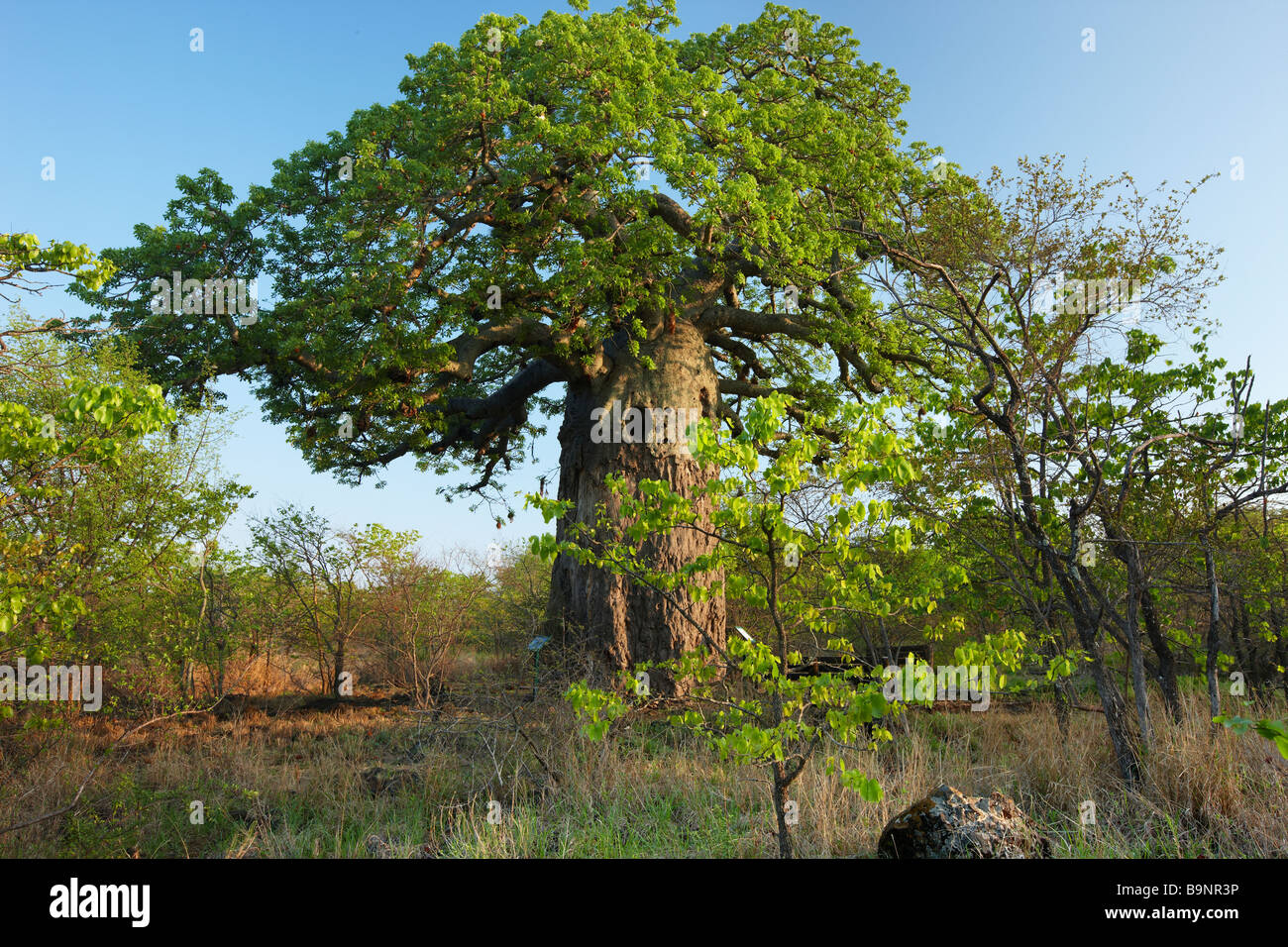Struttura boabab, Kruger National Park, Sud Africa Foto Stock